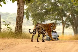 UP govt to turn Ranipur Tiger Reserve into eco-tourism hub