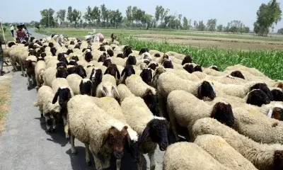 ED to also probe sheep distribution scam in Telangana