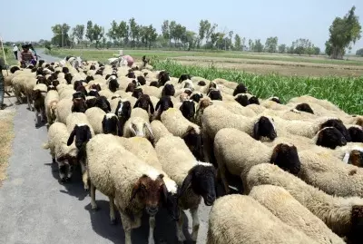 ED to also probe sheep distribution scam in Telangana ED to also probe sheep distribution scam in Telangana