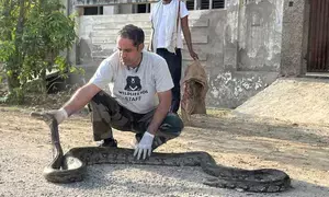 10-foot-long python rescued from residential society in Agra