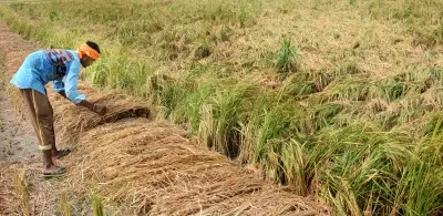 Yogi govt ramps up efforts to safeguard crops from impending monsoon floods Yogi govt ramps up efforts to safeguard crops from impending monsoon floods