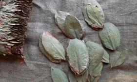 Sri Lanka Navy seizes 702 kg of Tendu leaves