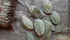 Sri Lanka Navy seizes 702 kg of Tendu leaves