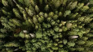 EU ministers approve contested Nature Restoration law EU ministers approve contested Nature Restoration law