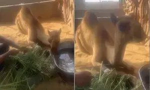 Pakistani landlord faces jail for chopping off camels leg