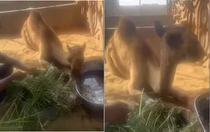 Pakistani landlord faces jail for chopping off camels leg