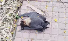 Bats drop dead as heatwave intensifies in UP’s Kanpur