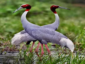 Uttar Pradesh to begin Sarus Crane census on Thursday