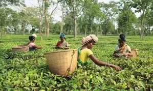 Scarce rain, excessive heat cause fall in tea production in Assam, Bengal: Industry