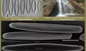 Researchers discover new oxygen producing algae in river of Eastern Ghats