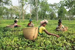 Scarce rain, excessive heat cause fall in tea production in Assam, Bengal: Industry Scarce rain, excessive heat cause fall in tea production in Assam, Bengal: Industry
