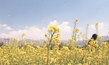 Punjab Reopens Sole Silk Seed Grainage Center in Dalhousie After 15 Years