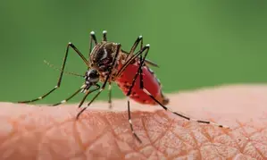 Israel reports 19 West Nile fever cases since May
