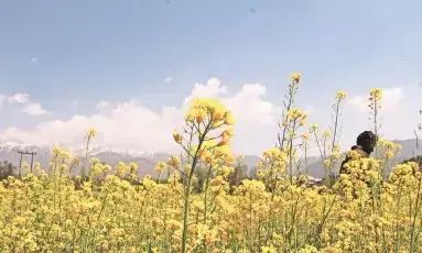 Punjab Reopens Sole Silk Seed Grainage Center in Dalhousie After 15 Years