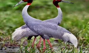 Sarus crane population increases in UP
