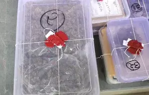 Ahmedabad cops seize drugs valued at Rs 3.5 cr concealed in parcels