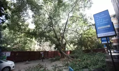 SC to hear issue of tree felling in Delhis Ridge area