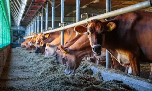 Punjab Nears Completion of Massive Livestock Vaccination Drive