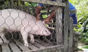 Over 3,350 pigs killed by African Swine Fever so far this year