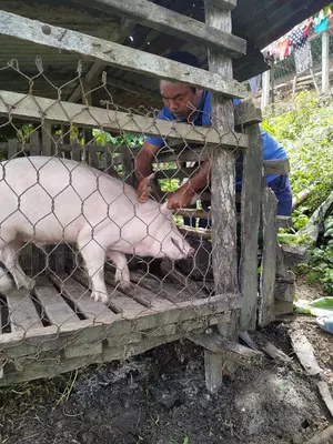 Over 3,350 pigs killed by African Swine Fever so far this year