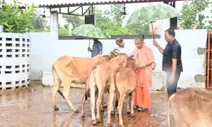 Yogi performs ‘gau seva’ at Gorakhnath temple