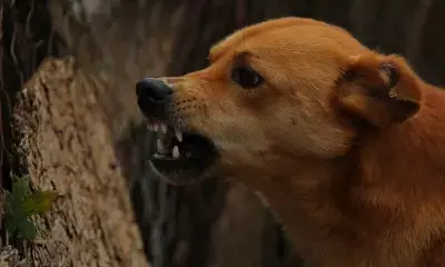 Vizag man, son die after pet dog bites them