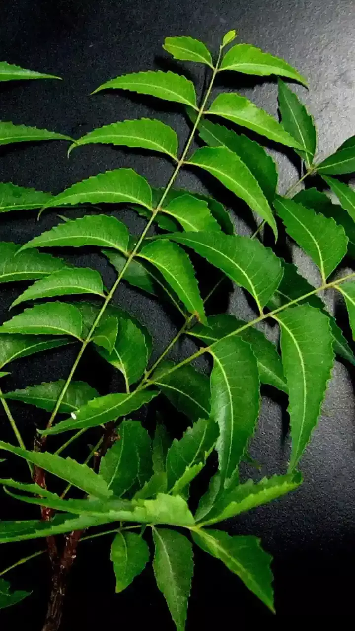 Top 10 Important Health Benefits of Neem Tree and Leaves
