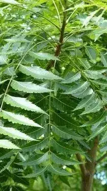 Top 10 Important Health Benefits of Neem Tree and Leaves