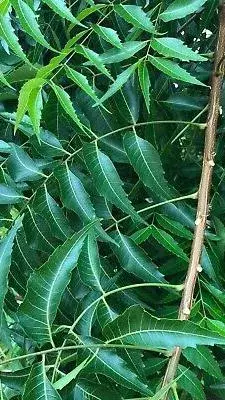 Top 10 Important Health Benefits of Neem Tree and Leaves