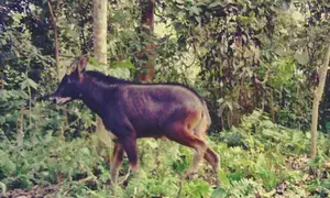 Raimona National Park in Assam clicks first photograph of endangered Mainland Serow