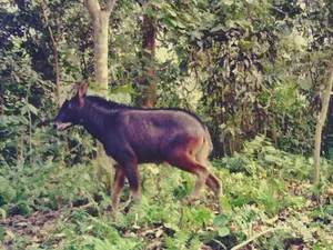 Raimona National Park in Assam clicks first photograph of endangered Mainland Serow Raimona National Park in Assam clicks first photograph of endangered Mainland Serow