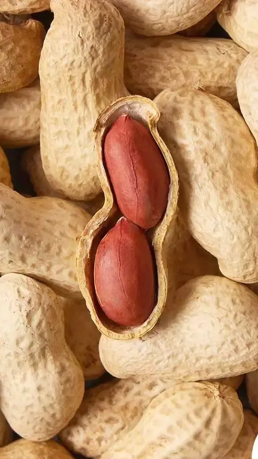 Health Benefits of Eating Nuts: A Nutrient-Packed Addition to Your Diet