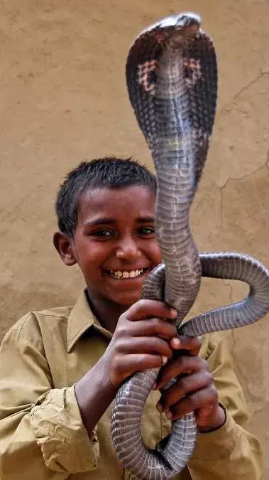 Facts About Shetpal Village: Embracing Coexistence with Snakes