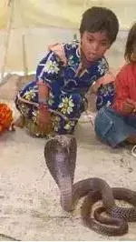 Facts About Shetpal Village: Embracing Coexistence with Snakes