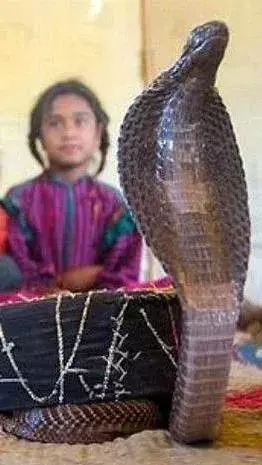 Facts About Shetpal Village: Embracing Coexistence with Snakes