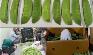 PM Modi highlights Kashmiri snow peas in ‘Mann Ki Baat’