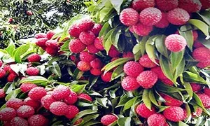 Punjab’s luscious litchis hit Britain markets