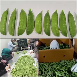 PM Modi highlights Kashmiri snow peas in ‘Mann Ki Baat’