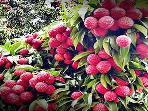 Punjab’s luscious litchis hit Britain markets