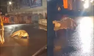 Residents of Maha’s Chiplun town shudder as crocodile traipses down road