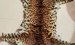 STF seizes leopard skin in Odisha, one held