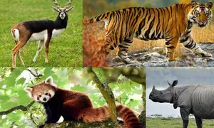 India prepares checklist of entire 1,04,561 fauna species India prepares checklist of entire 1,04,561 fauna species