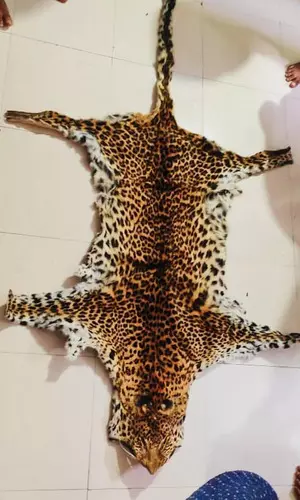 STF seizes leopard skin in Odisha, one held