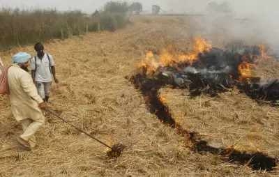Nearly half of Punjab’s crop residue machine users continue to burn loose straw: Study Nearly half of Punjab’s crop residue machine users continue to burn loose straw: Study