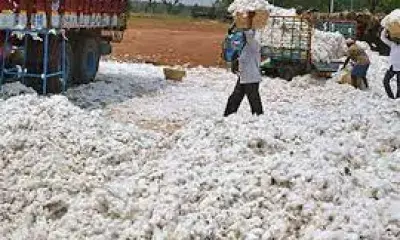 Maha govt to send team to Telangana to study subsidy to cotton growers