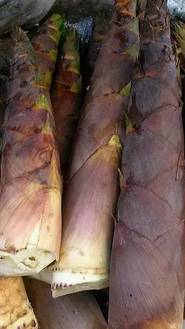 Top 12 Health Benefits of Eating Bamboo Shoots