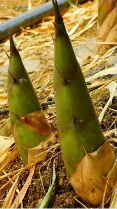 Top 12 Health Benefits of Eating Bamboo Shoots