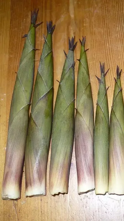 Top 12 Health Benefits of Eating Bamboo Shoots