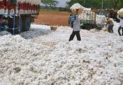 Maha govt to send team to Telangana to study subsidy to cotton growers