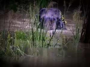 Assam: 11 animals killed in flood in Kaziranga National Park